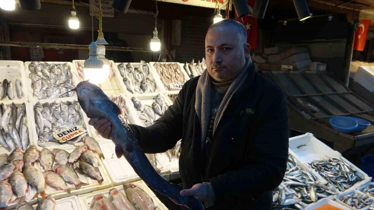Akdeniz’de balık bereketi