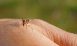 Sivrisineklere Karşı Etkili Korunma Yöntemleri