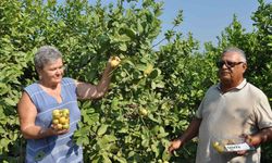 Mersin’de tropikal meyve guavanın hasadına başlandı