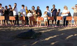 Uydu cihazı takılan kaplumbağa ’Soli’ denize bırakıldı