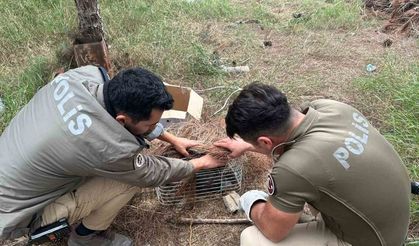Tuzağa takılan ’bayağı çakır’ kuşunu polis kurtardı