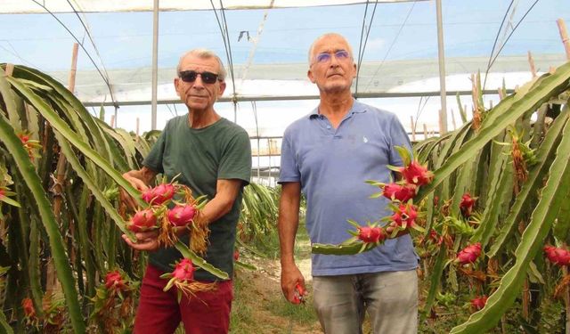 Mersin’de tropikal ejder meyvesinde hasat dönemi