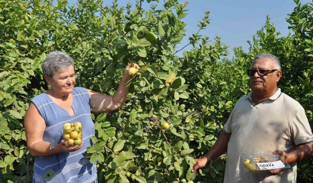 Mersin’de tropikal meyve guavanın hasadına başlandı