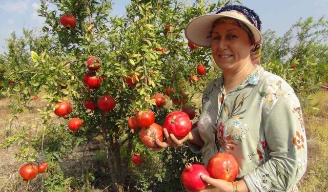 Mersin’de yılın ilk erkenci nar hasadı yapıldı