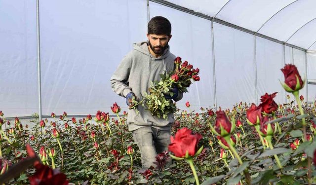 Gül üreticileri ve çiçekçi esnafını ’14 Şubat’ telaşı sardı