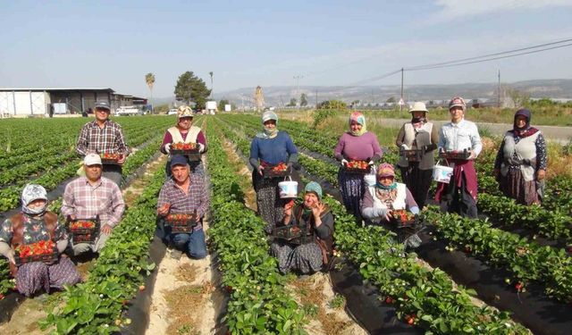 Mersin’de çilekte ihracat başladı