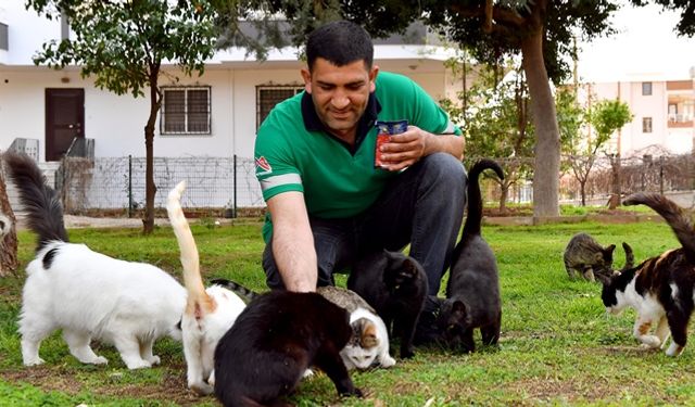 Mersin’deki Sokak Hayvanları, Büyükşehir’in Koruması Altında