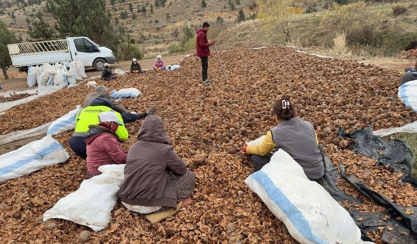 Mersin’de yanan 20 hektarlık orman 6,5 ton sedir tohumu ile yeniden canlanacak