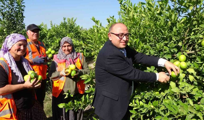 Yılda 1 milyon tondan fazla üretiliyor: Limonun başkentinde hasat başladı