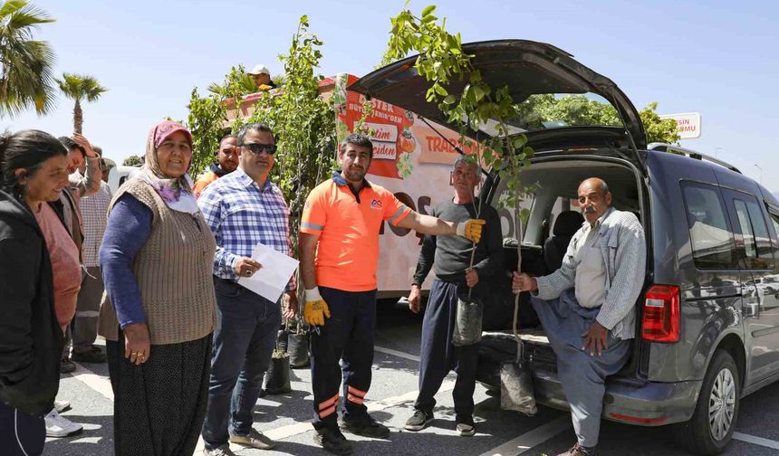 Mersin’de üreticilere Trabzon hurması fidanı dağıtılıyor