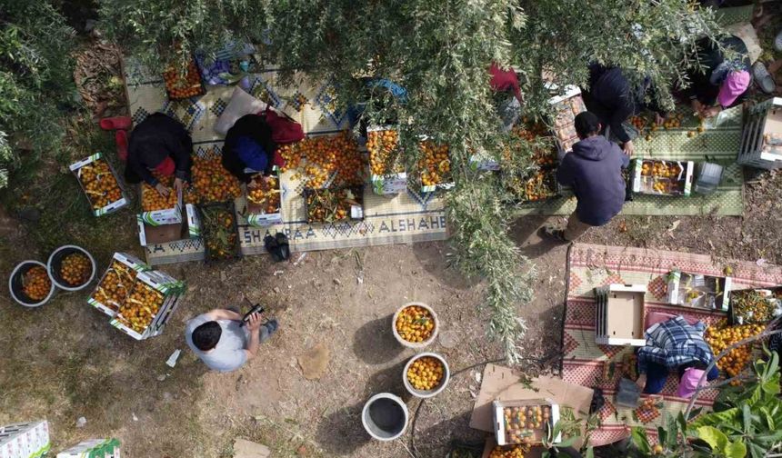 ’Sarı altın’ yenidünyada hasat başladı