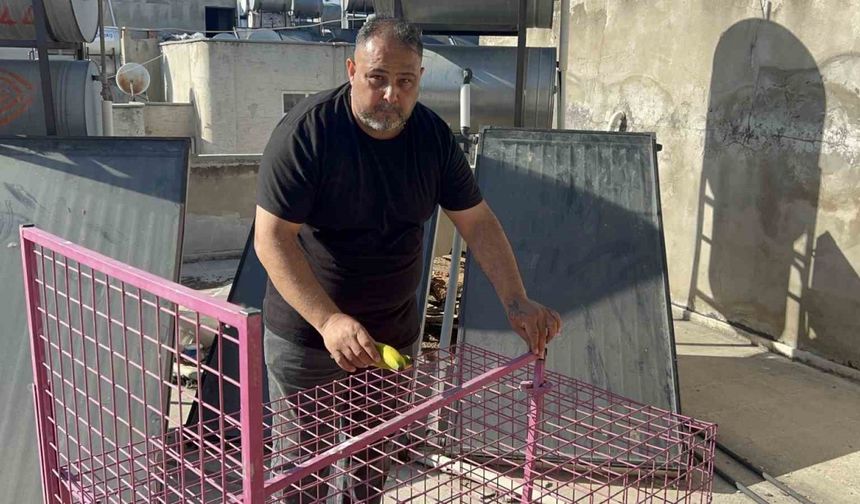Çatılara kurulan kafeste işe yaramadı, firari maymun hala yakalanamadı