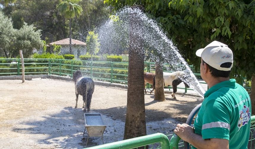 Doğa Parkı Sakinleri Sıcak Yaz Günlerinde Buzlu Meyve Ve Fıskiyeyle Serinliyor